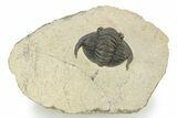Enrolled Diademaproetus Trilobite - Foum Zguid, Morocco #125140-4